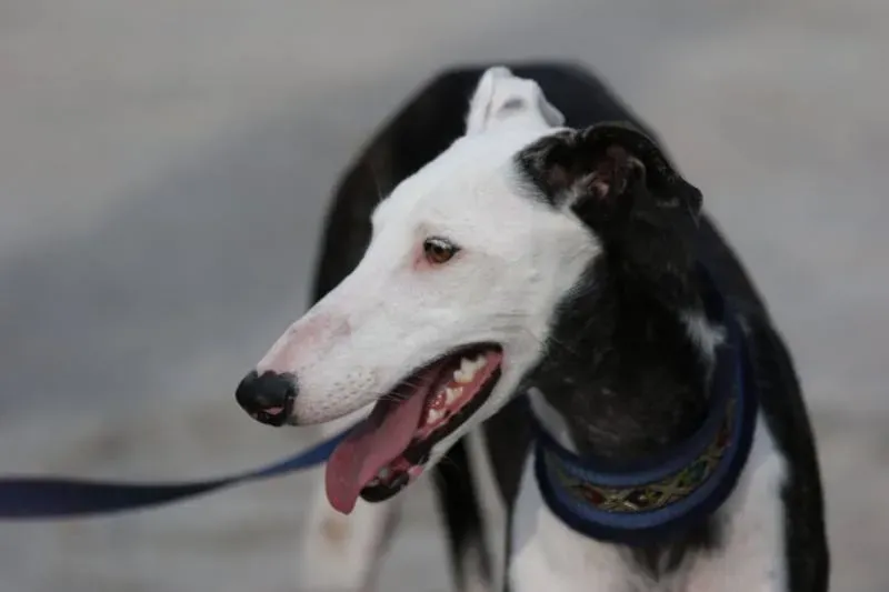 001 Alma Galgo adozioni levrieri