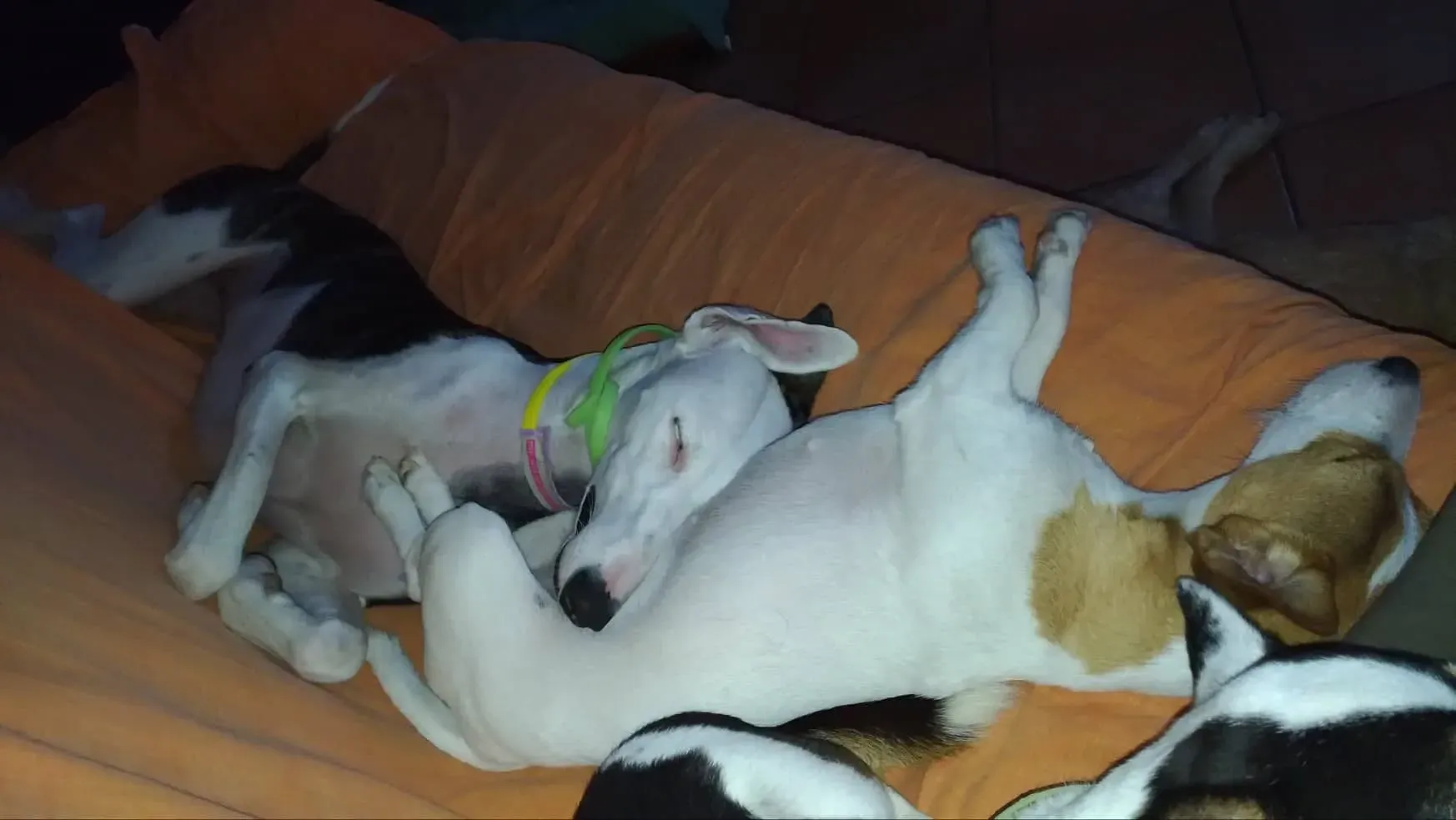 002 Alma Galgo adozioni levrieri