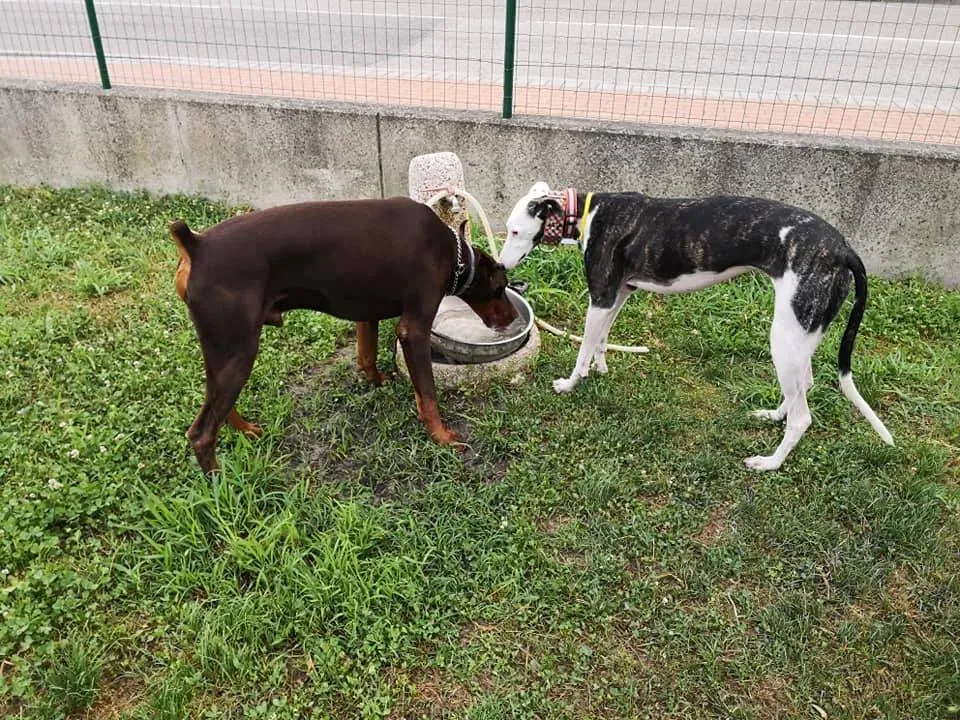 003 Alma Galgo adozioni levrieri