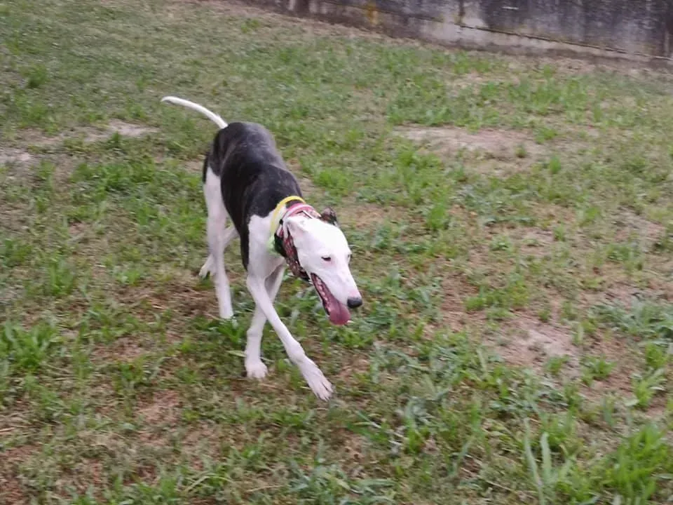 004 Alma Galgo adozioni levrieri