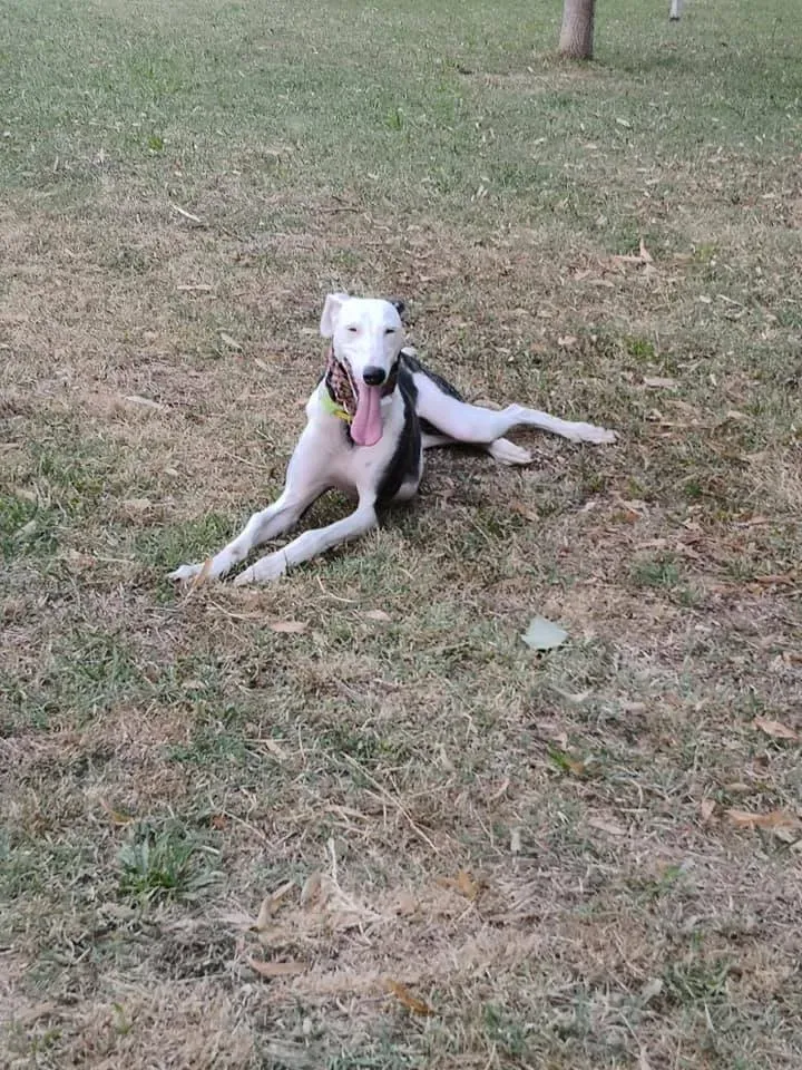 005 Alma Galgo adozioni levrieri