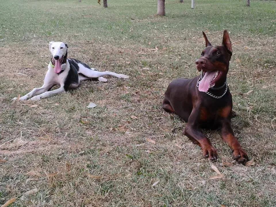 006 Alma Galgo adozioni levrieri