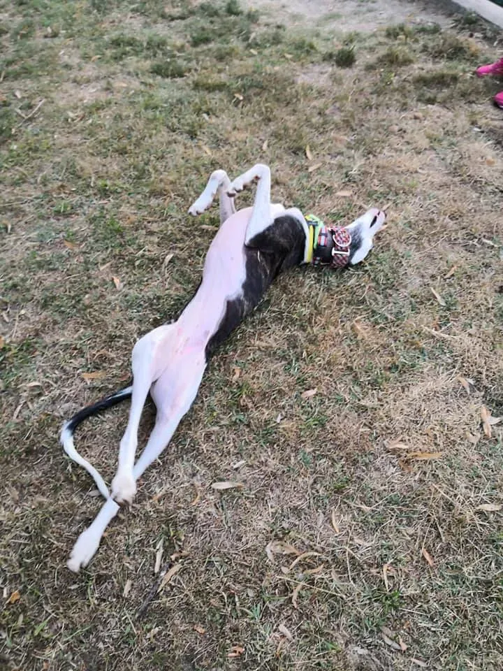 007 Alma Galgo adozioni levrieri