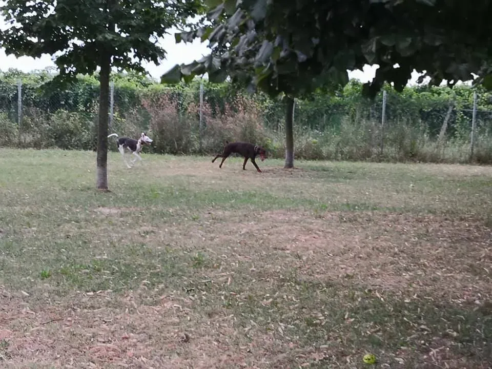 008 Alma Galgo adozioni levrieri