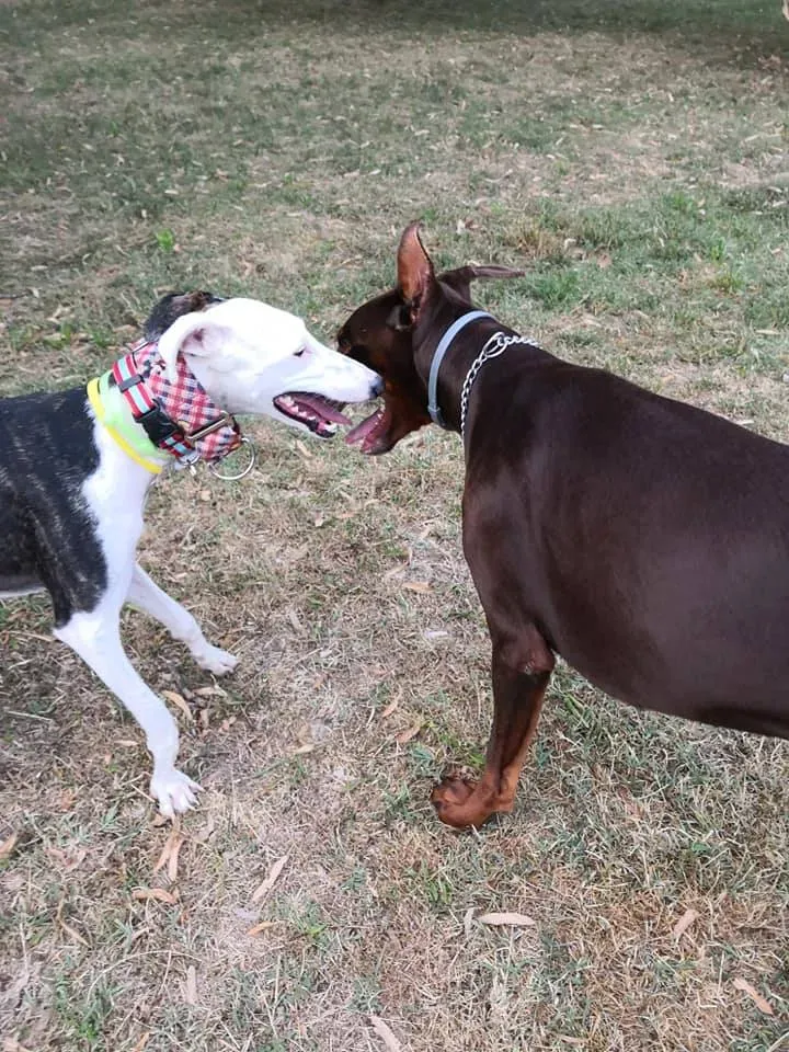 009 Alma Galgo adozioni levrieri