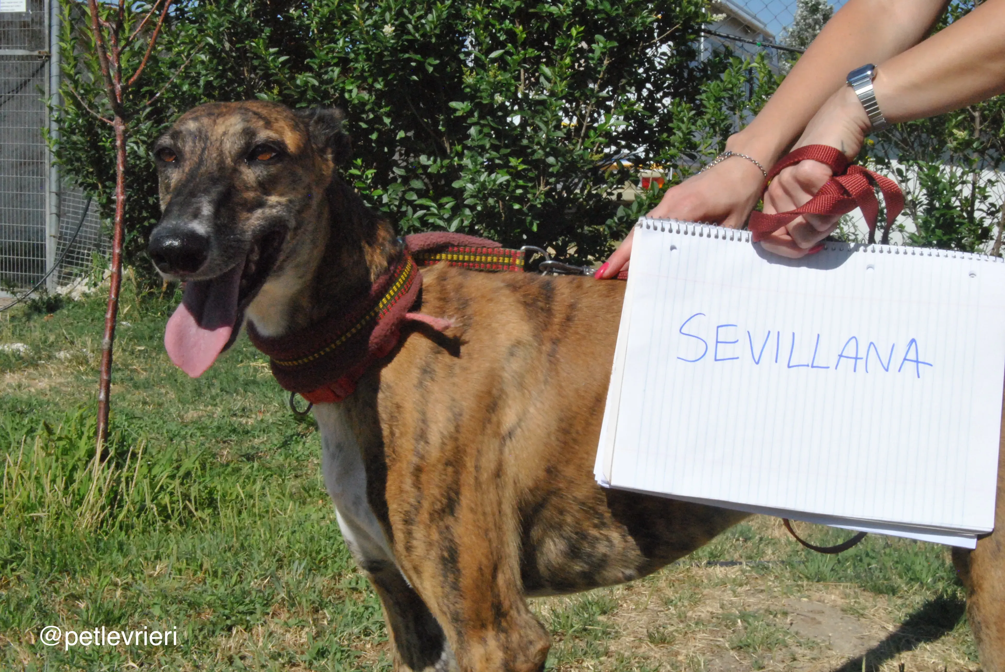 00 sevillana adozione levrieri galgo