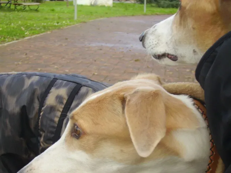 01 12 2013 Al campetto 9