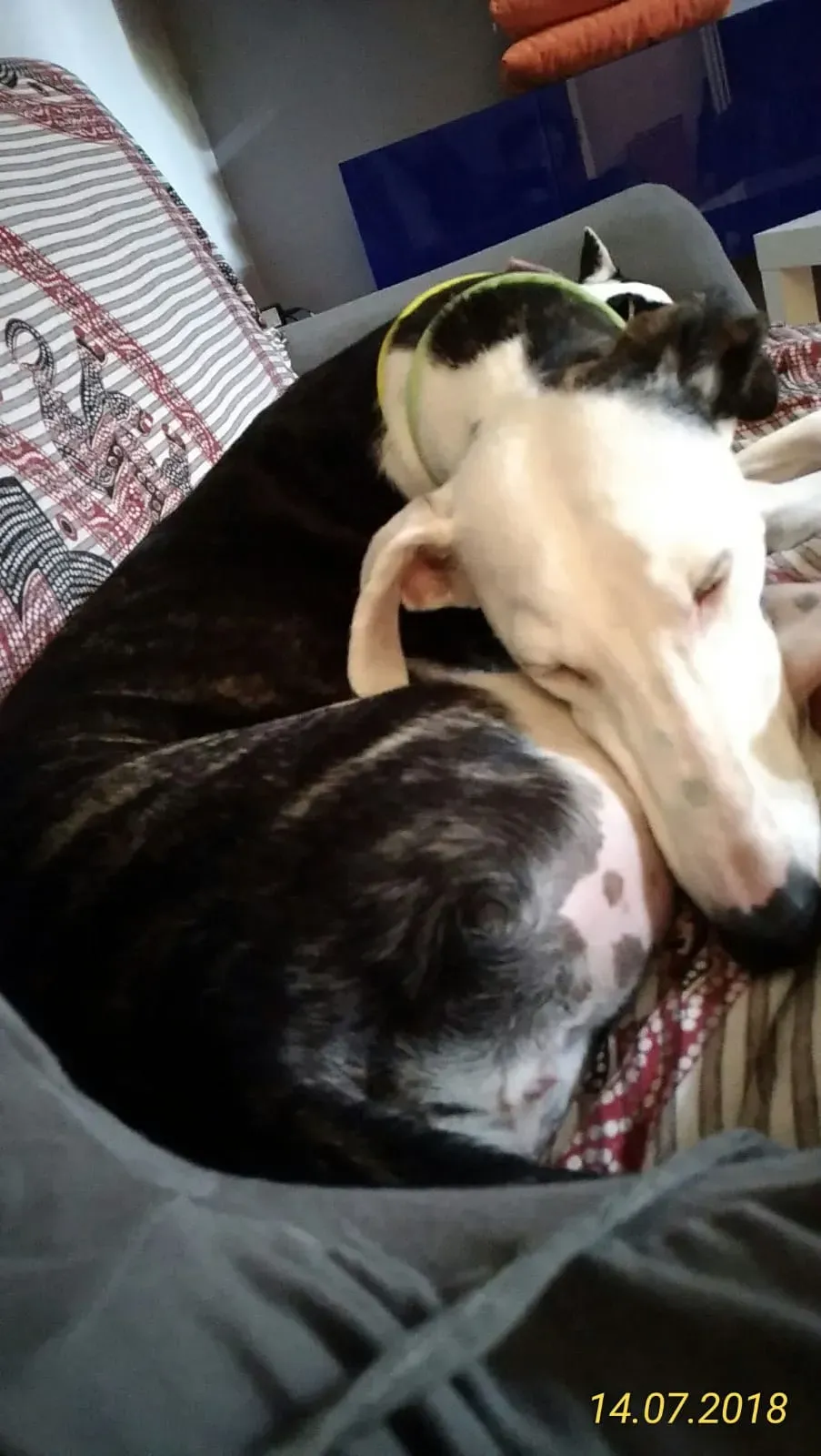 010 Alma Galgo adozioni levrieri