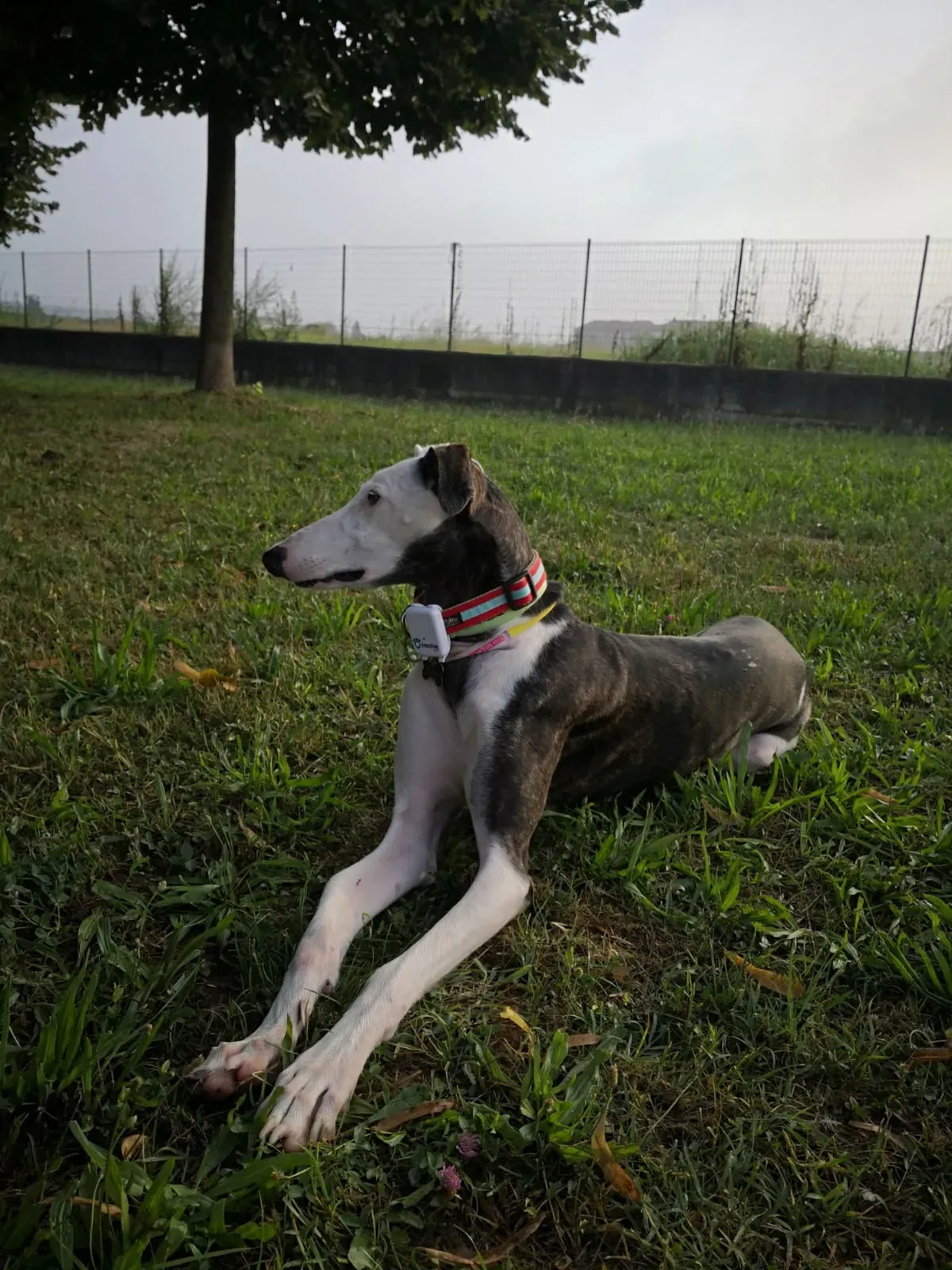 011 Alma Galgo adozioni levrieri