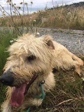 02 Philip Deerhound  Adozione Levrieri