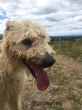 03 Philip Deerhound  Adozione Levrieri