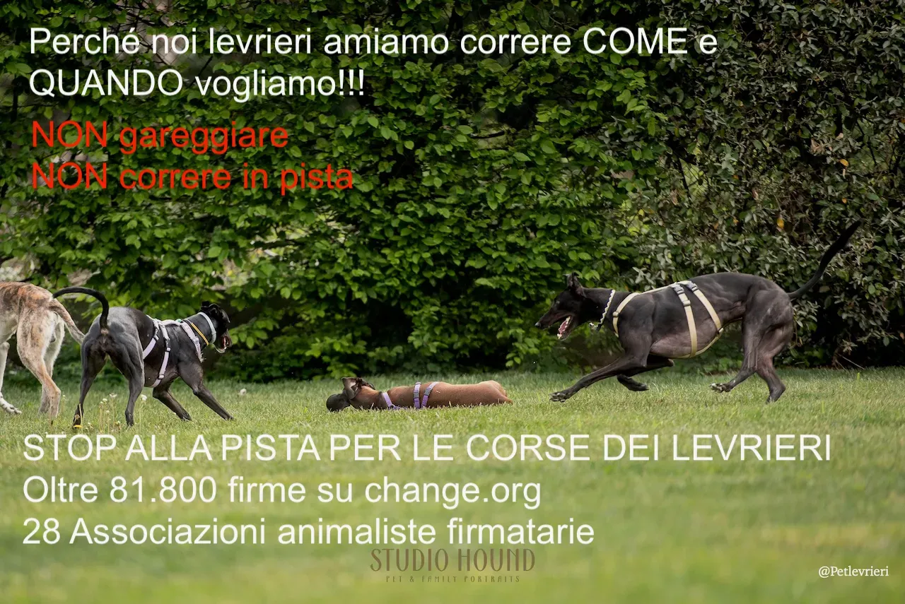 04302022 STUDIO HOUND 0509 risultato