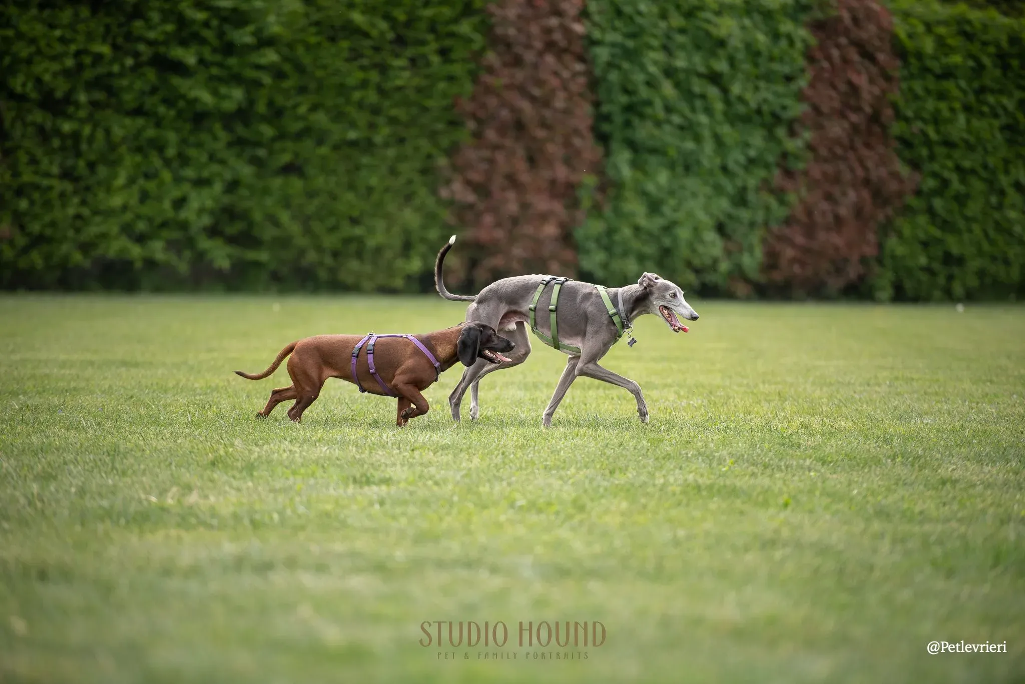 04302022 STUDIO HOUND 0575 risultato