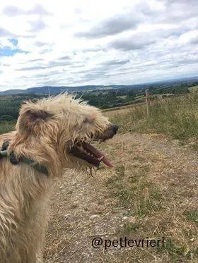 04 Philip Deerhound  Adozione Levrieri