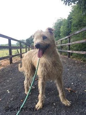 05 Philip Deerhound  Adozione Levrieri