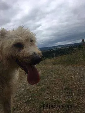 06 Philip Deerhound  Adozione Levrieri