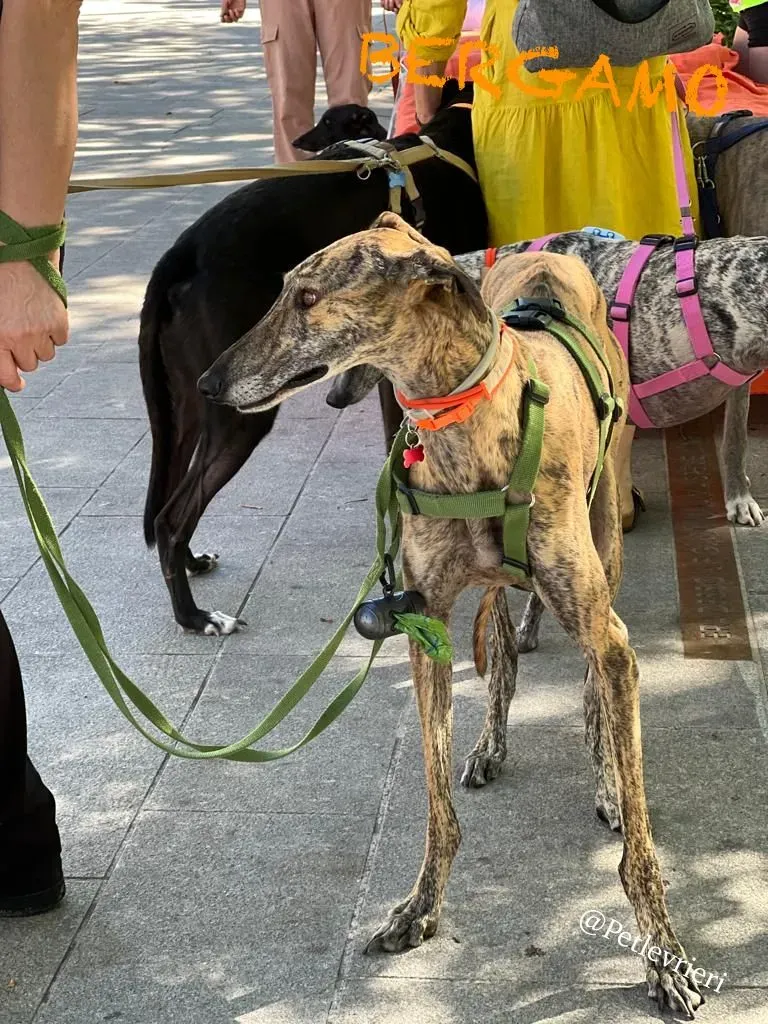 07b4fea3 41d4 4afe aa4a 29b20f87678e risultato