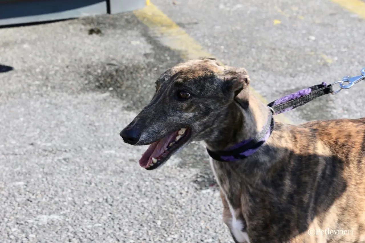 099EBF09 2834 4D75 8567 9CD6BEA45E1B