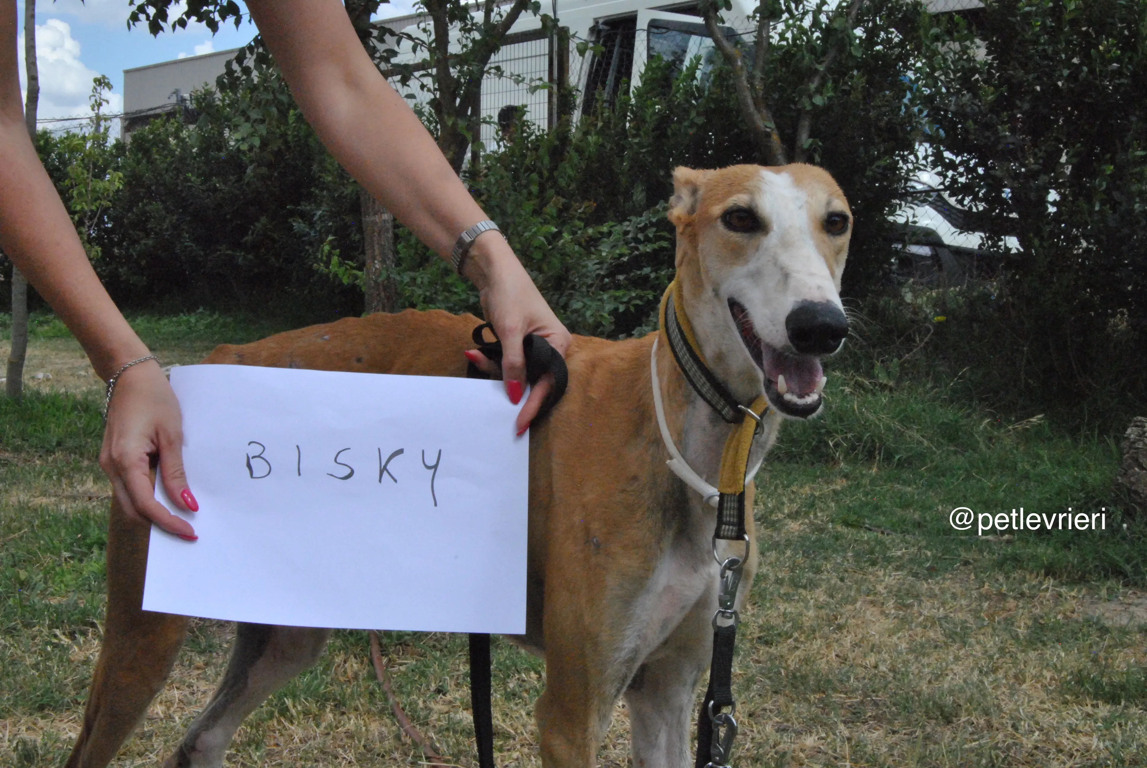 0 bisky adozione levrieri galgo