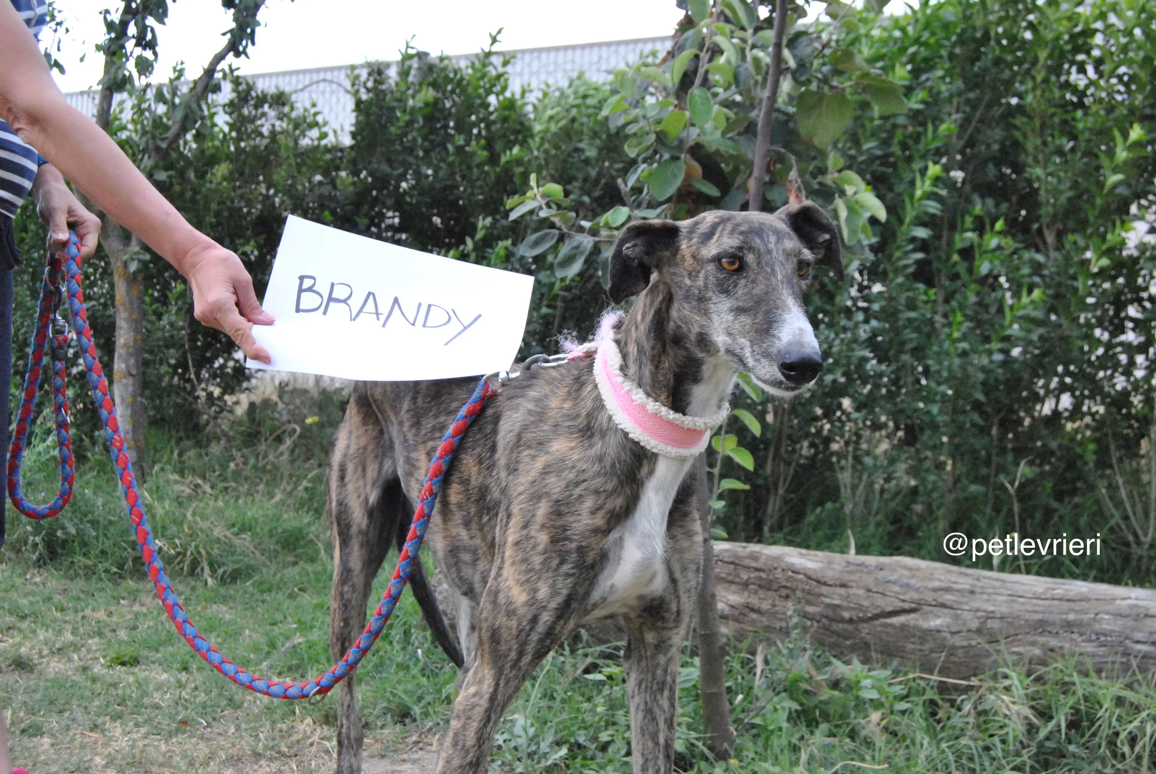 0 brandy adozione levrieri galgo