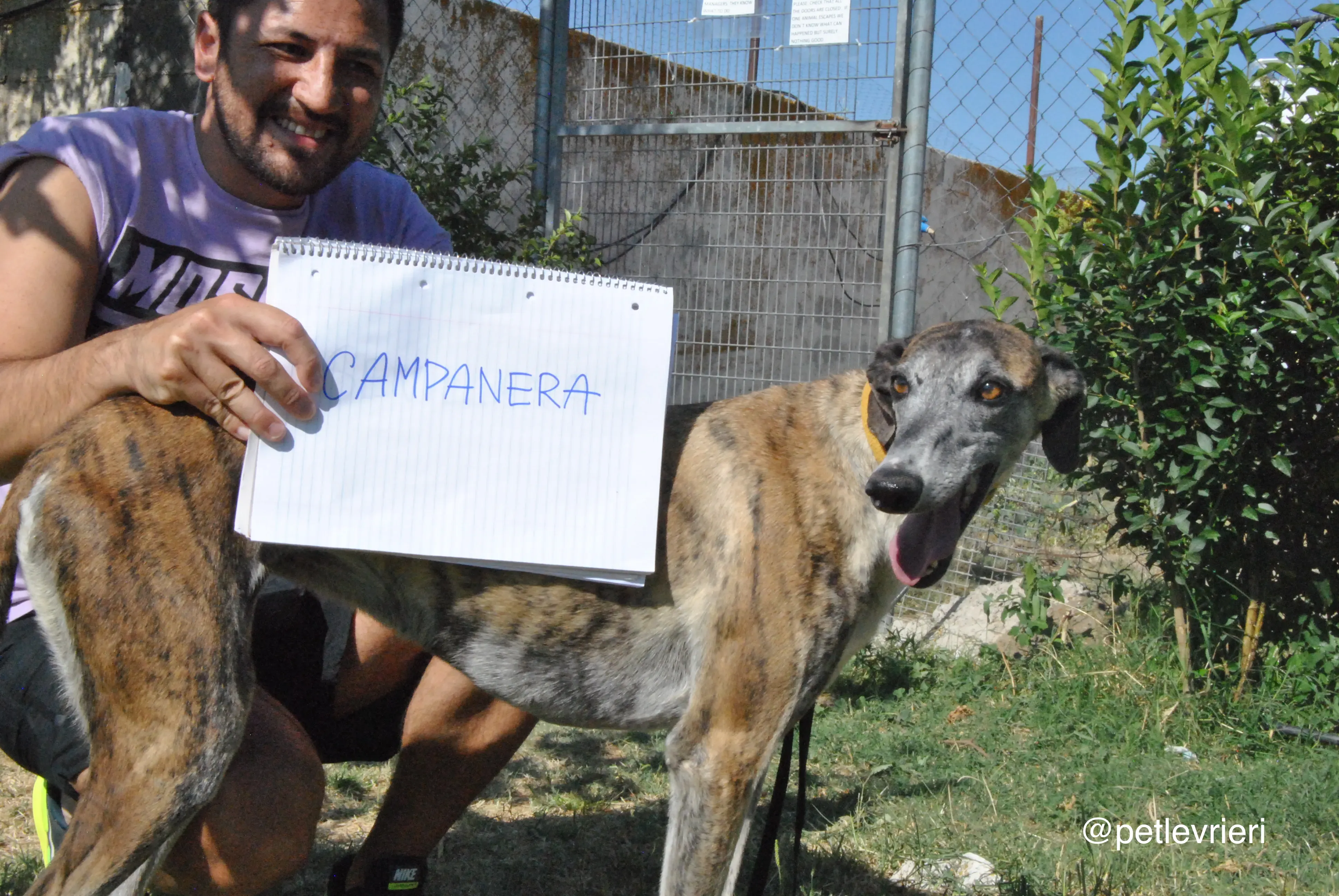 0 campanera adozione levrieri galgo