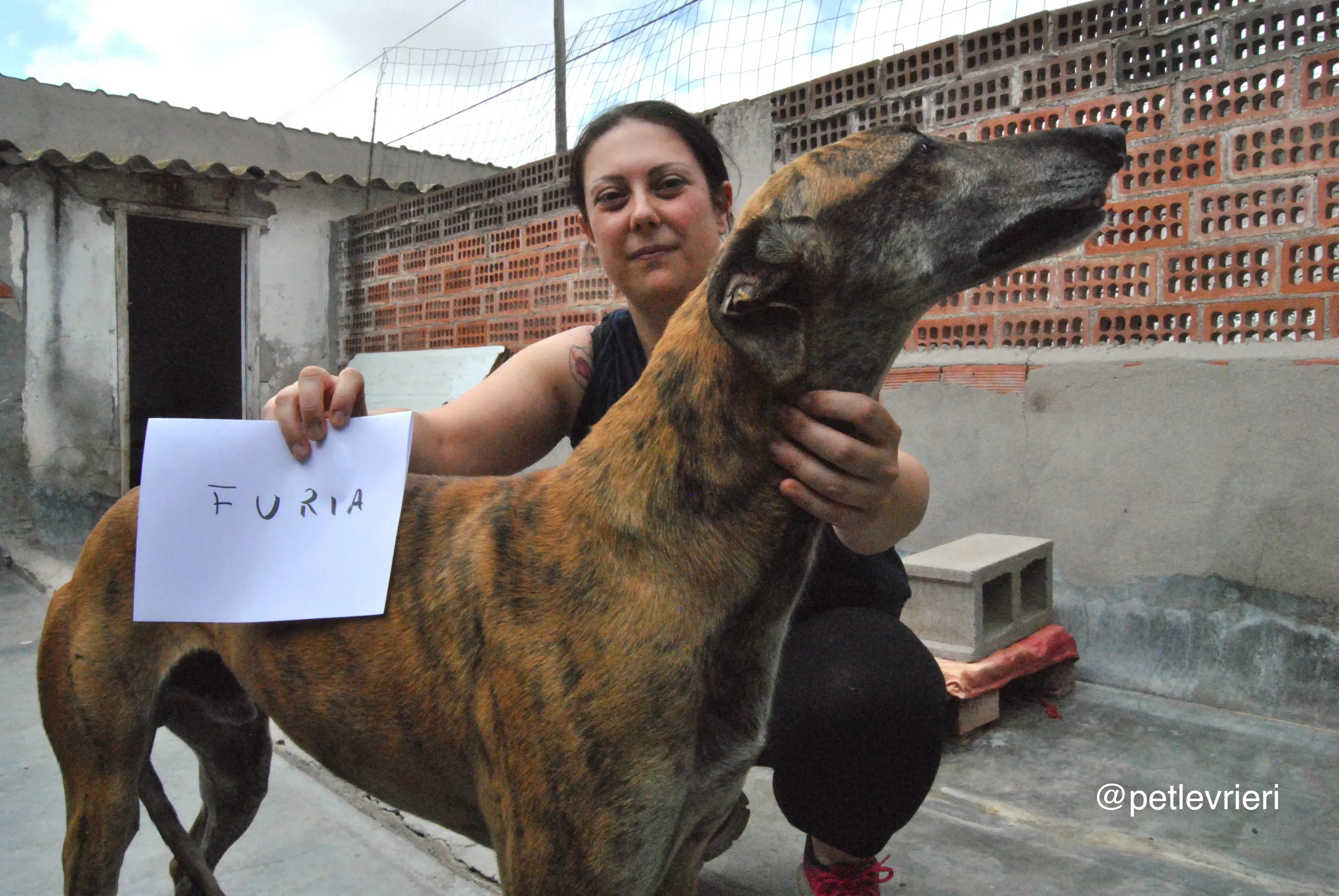 0 furia adozione levrieri galgo 1