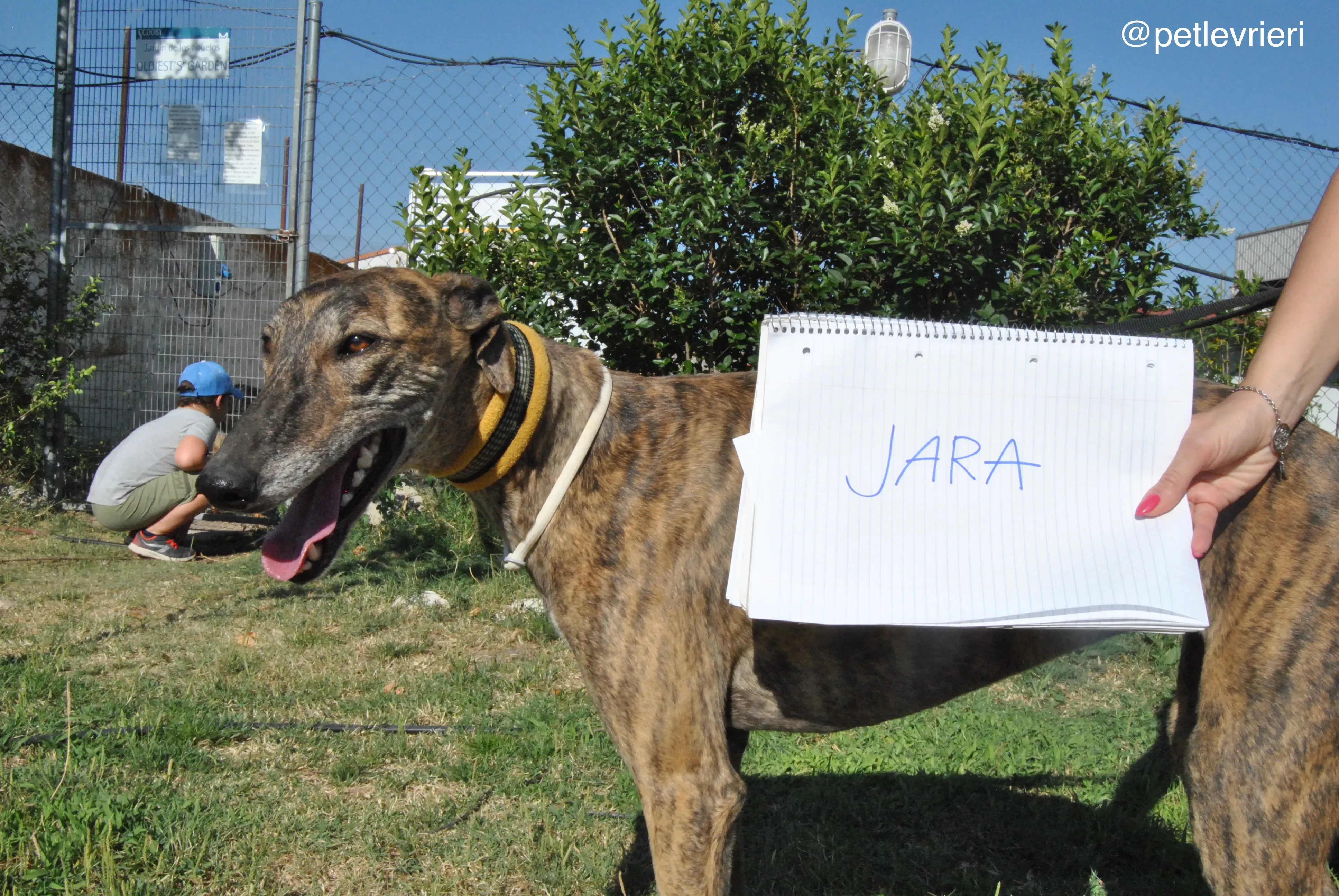 0 jara adozione levrieri galgo 1