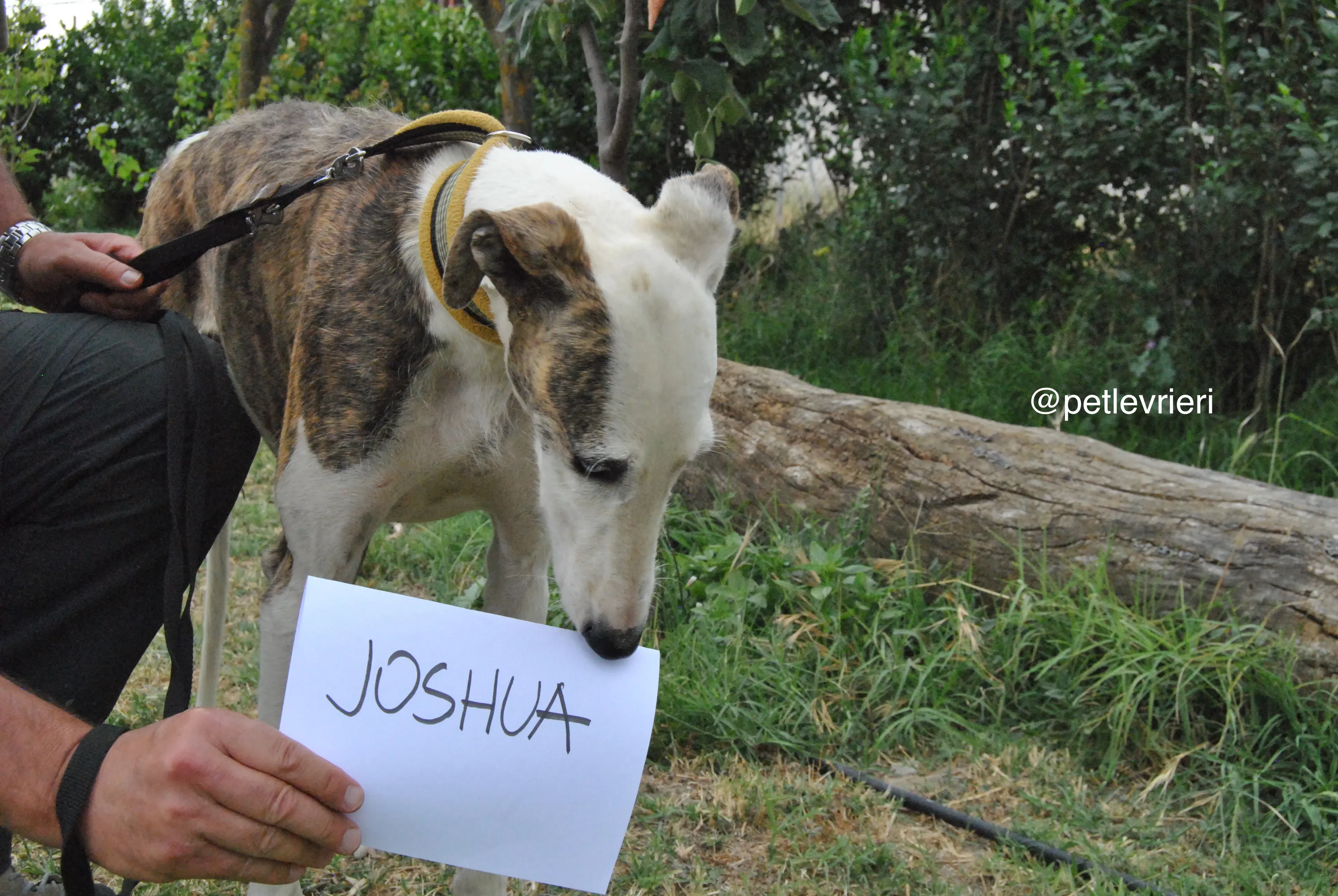 0 josua adozione levrieri galgo