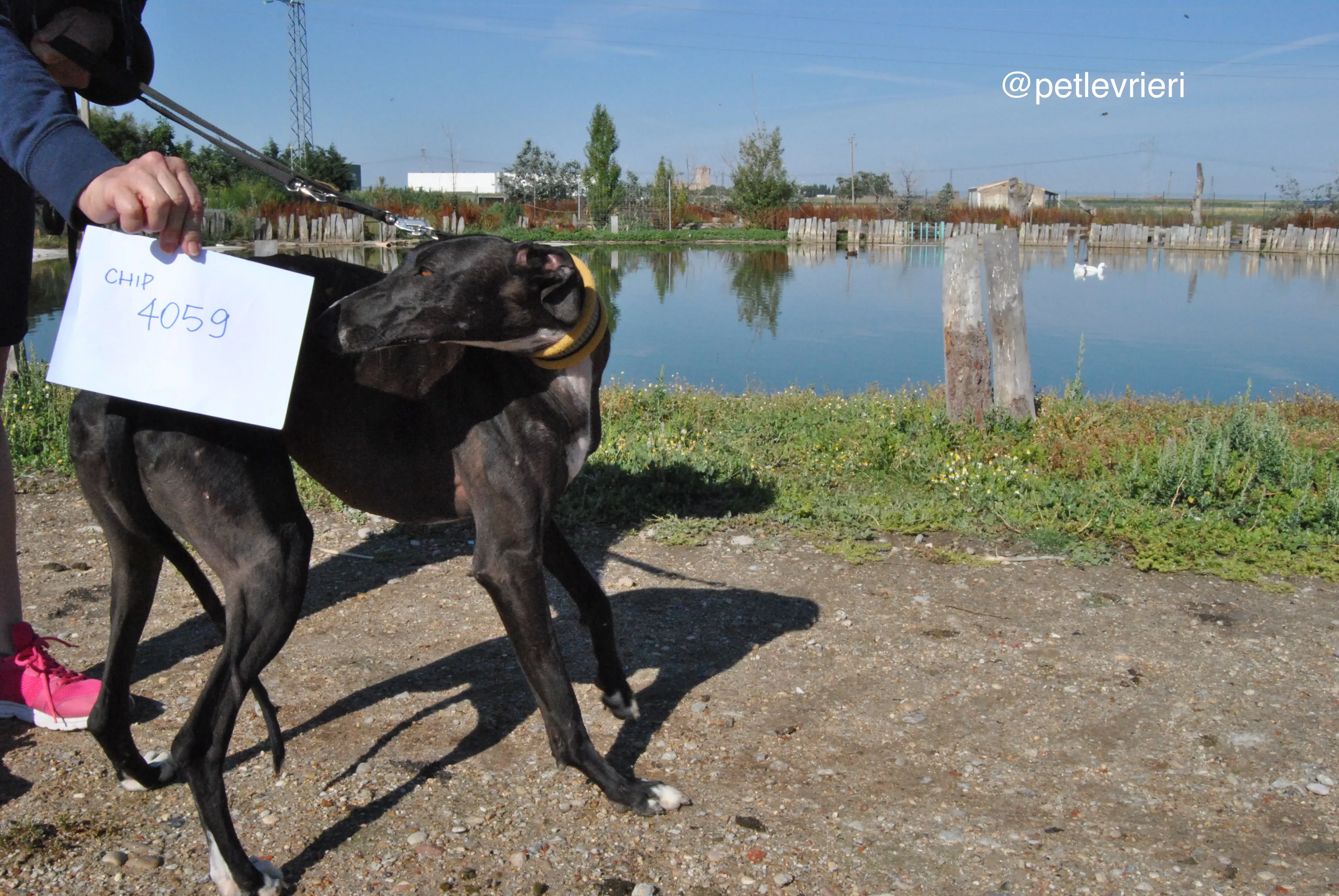 0 lacompleta adozione levrieri galgo