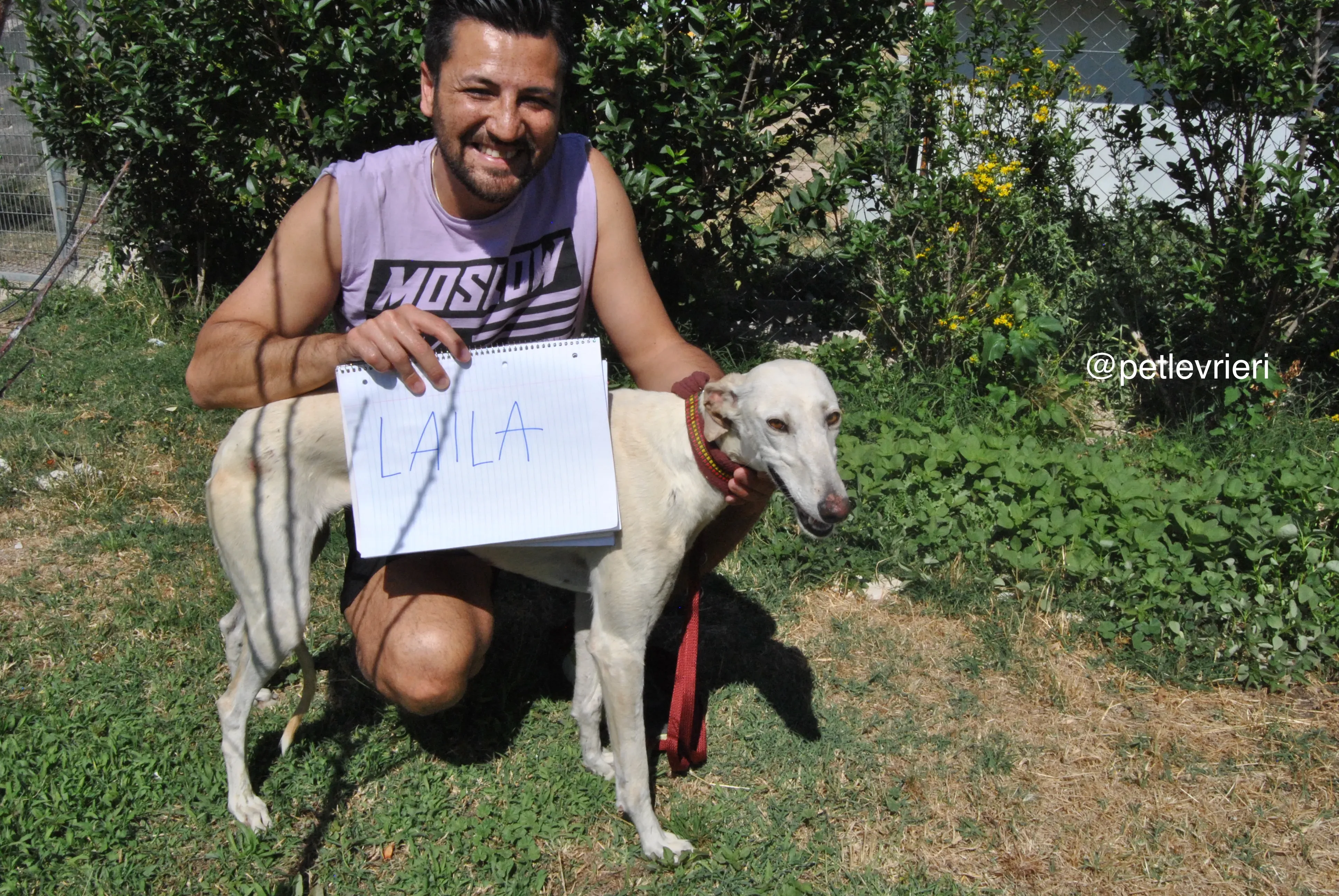 0 laila adozione levrieri galgo