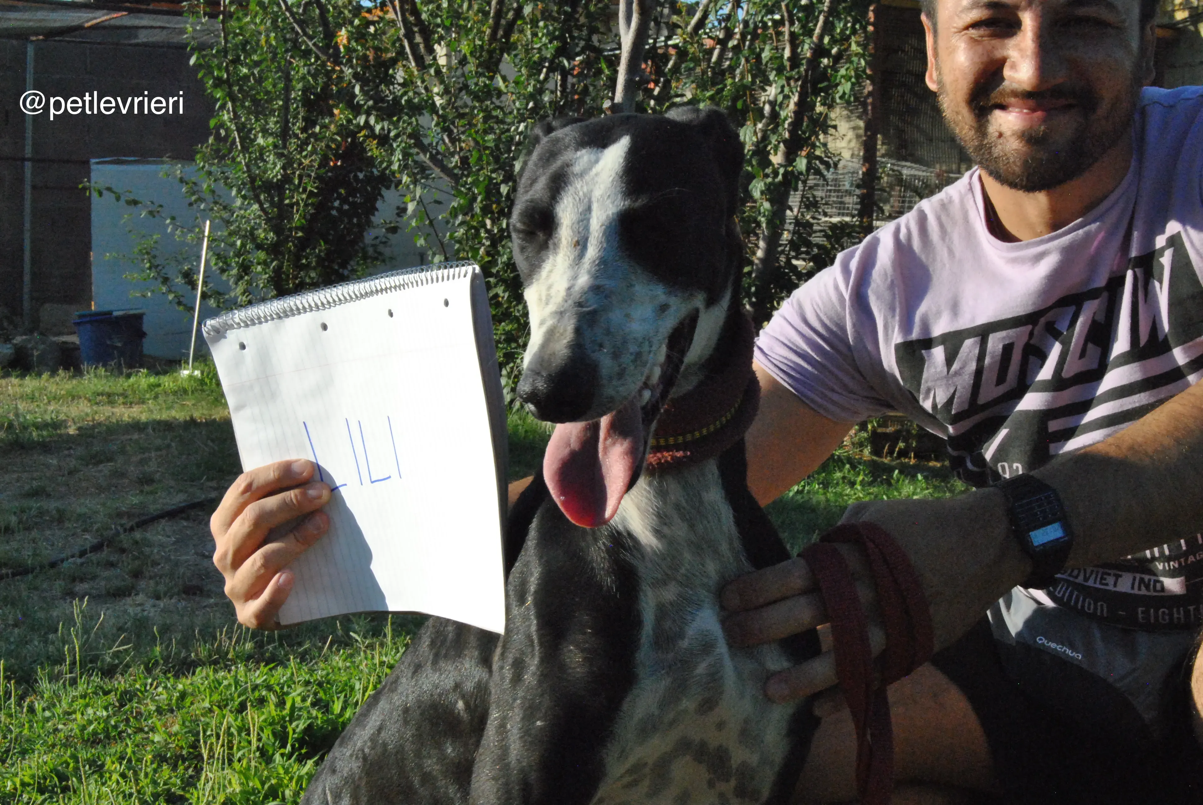 0 lili adozione levrieri galgo