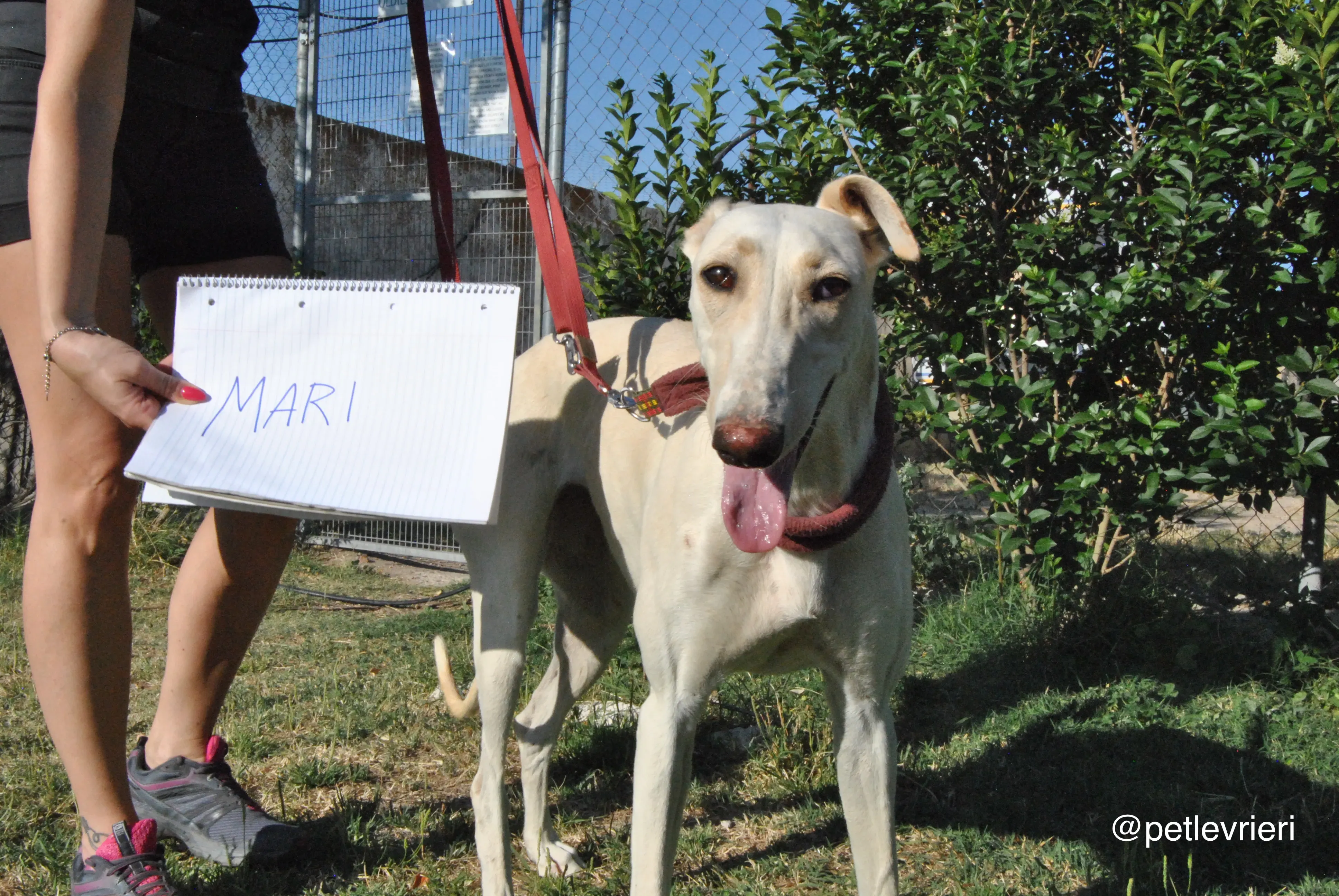 0 mari adozione levrieri galgo
