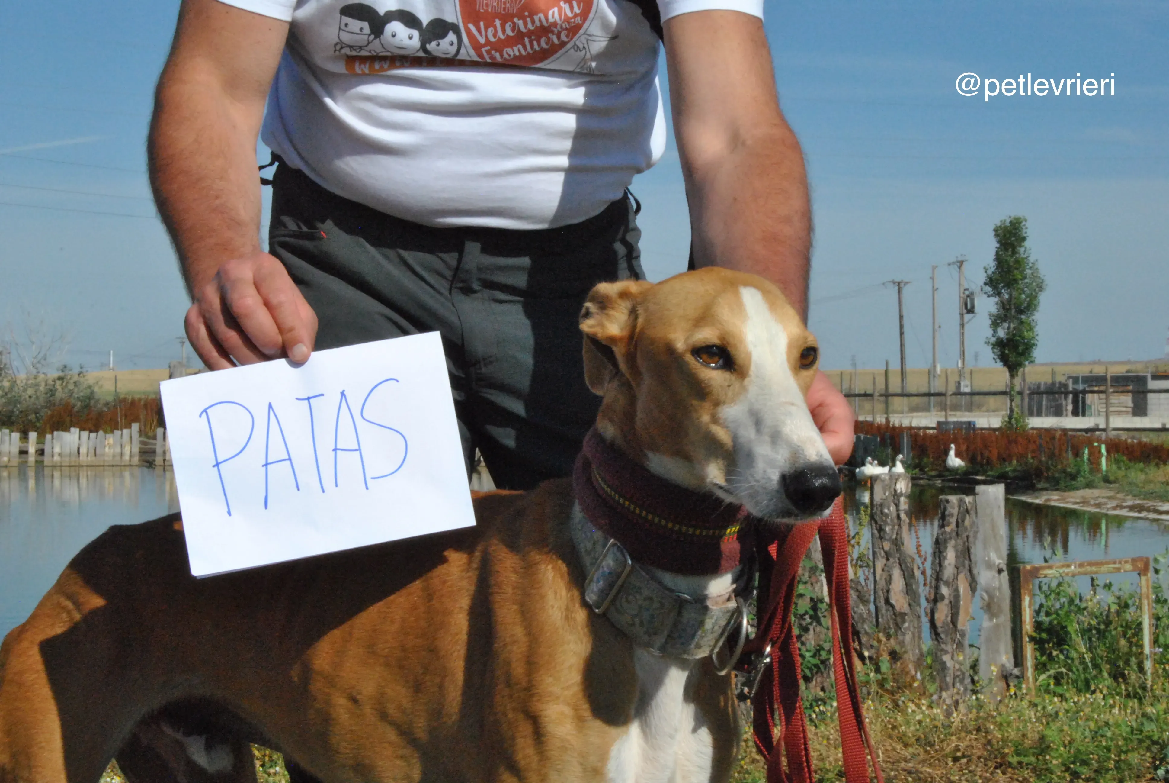 0 patas adozione levrieri galgo