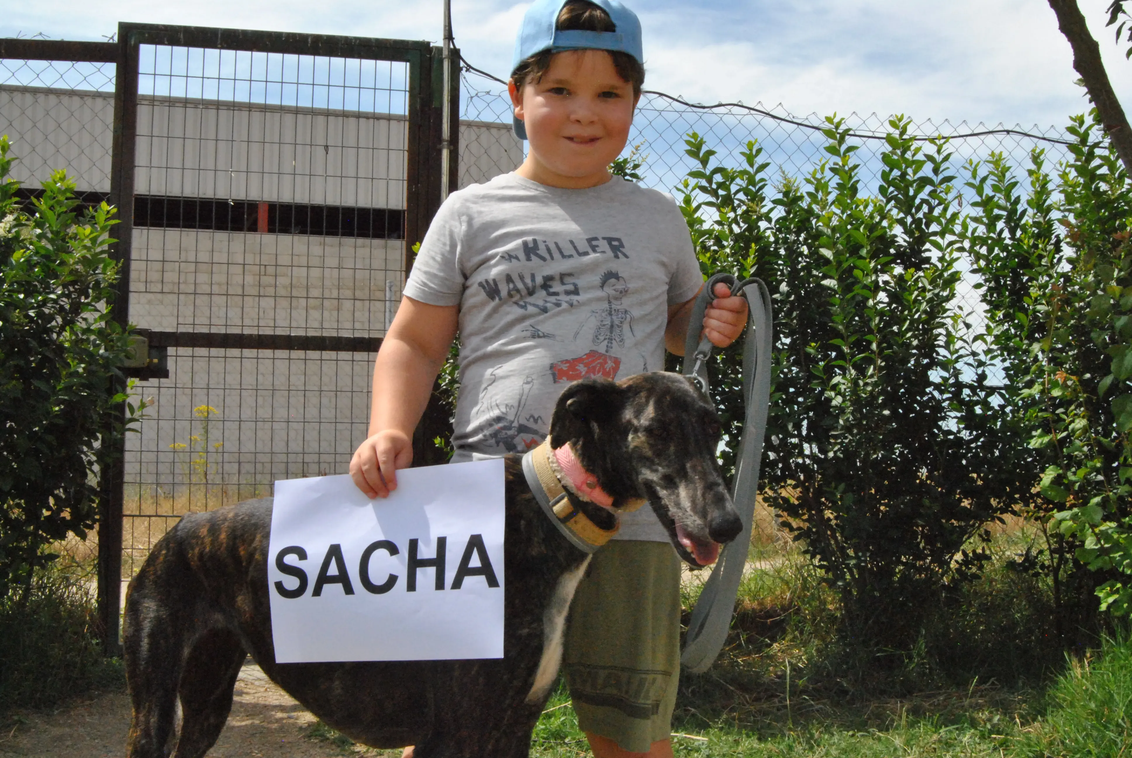 0 sasha adozione levrieri galgo 1