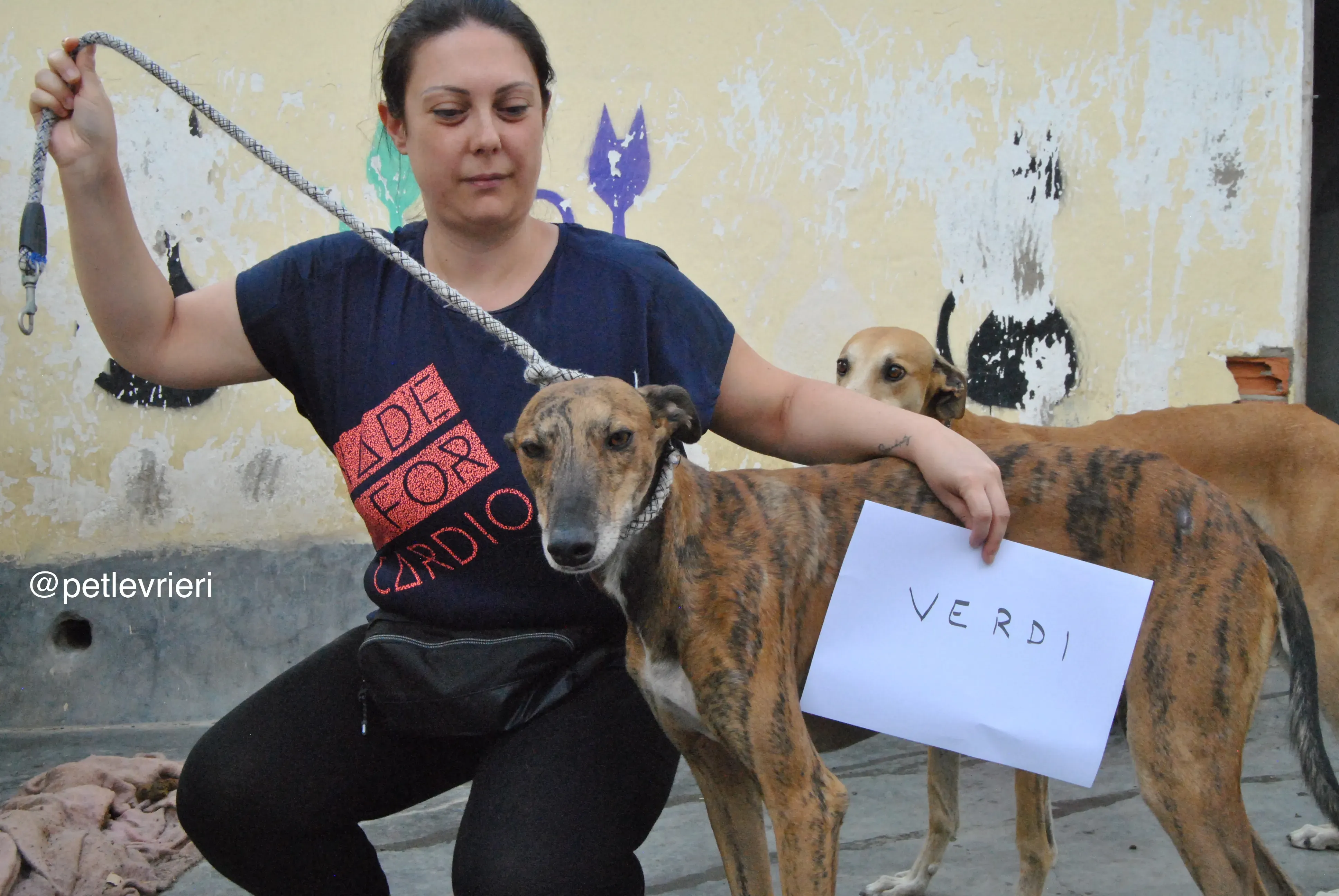 0 verdi adozione levrieri galgo