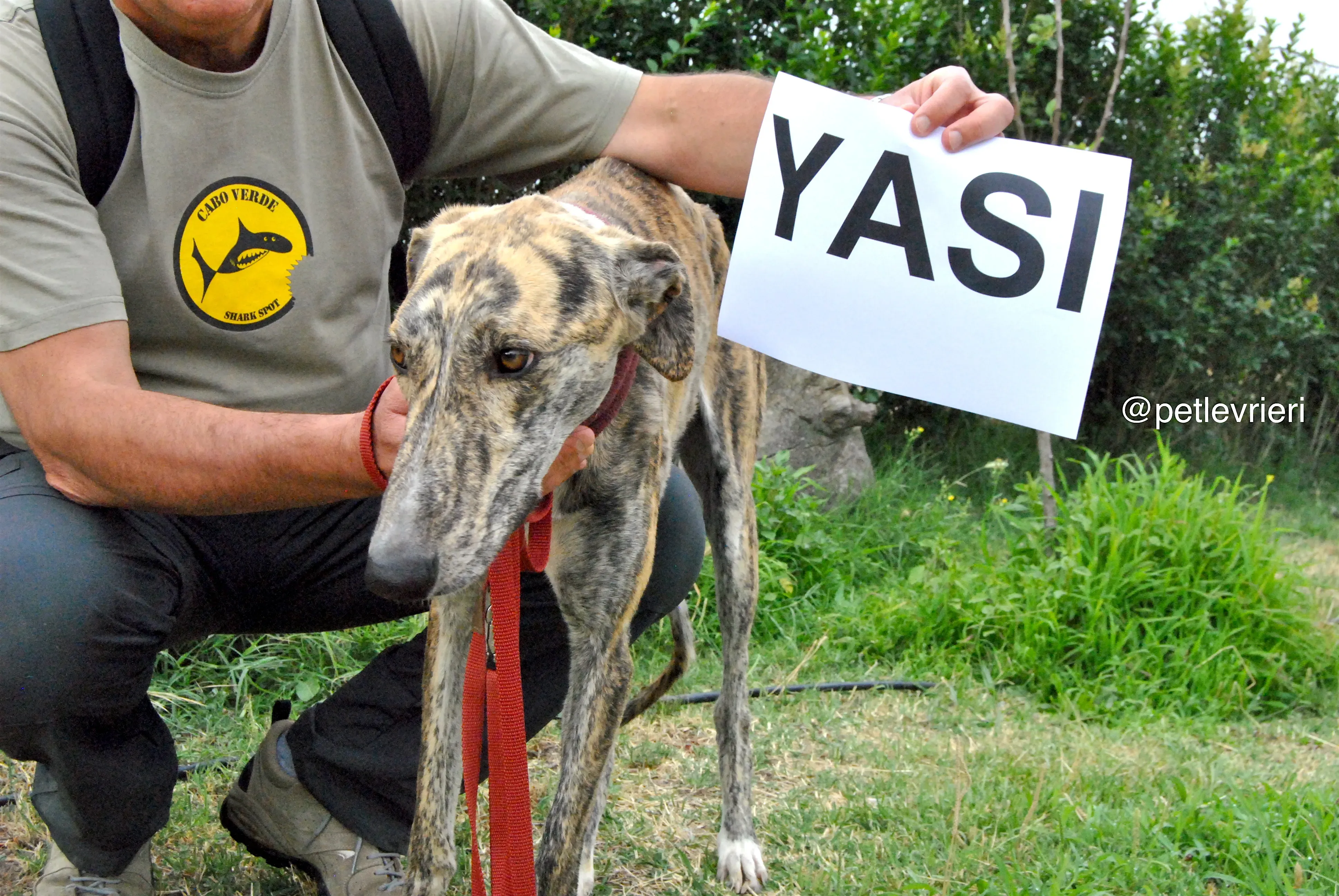 0 yasi adozione levrieri galgo
