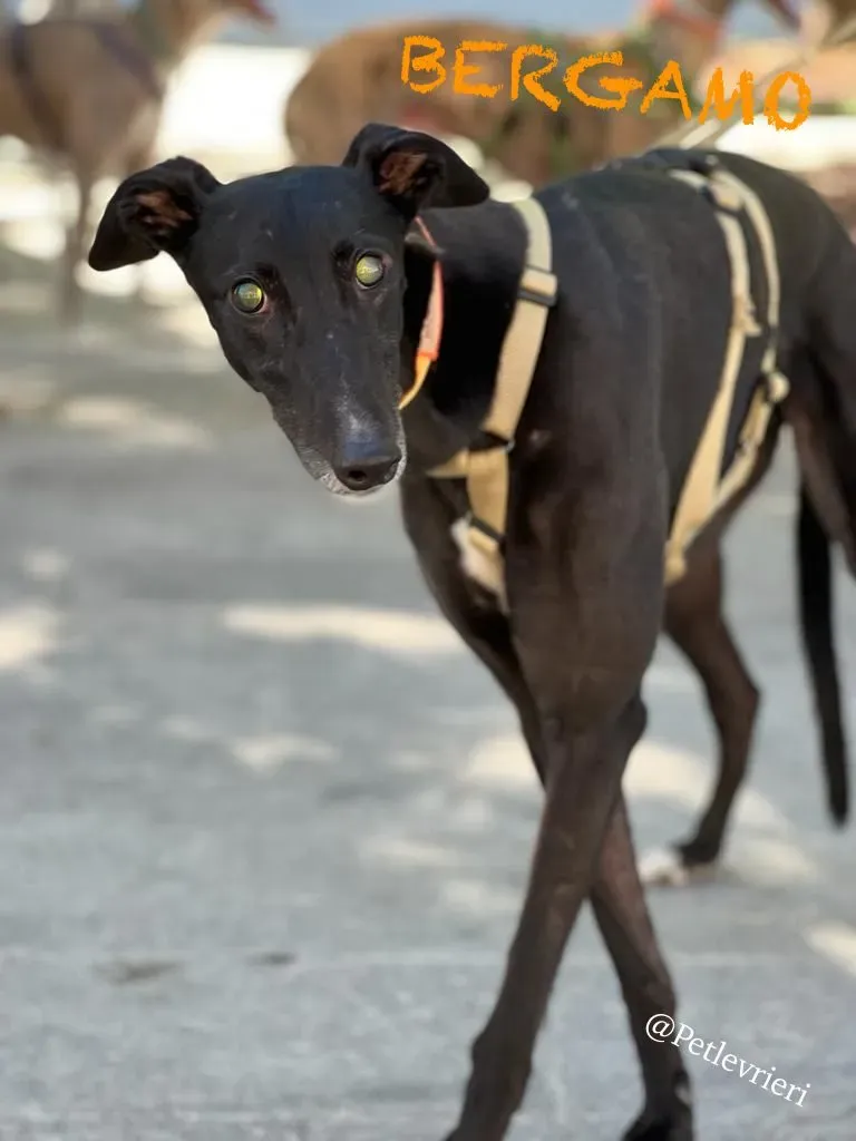 0a747d8d 0a1e 4321 8d0d 810be8464b1d risultato