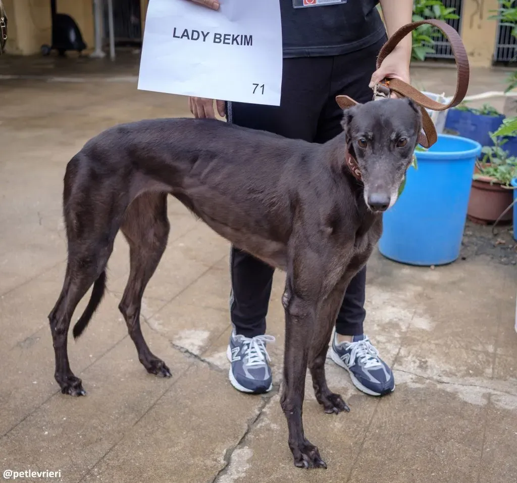 1 DSCF3170 1024x955.jpg.pagespeed.ce .uLhxS hHE9