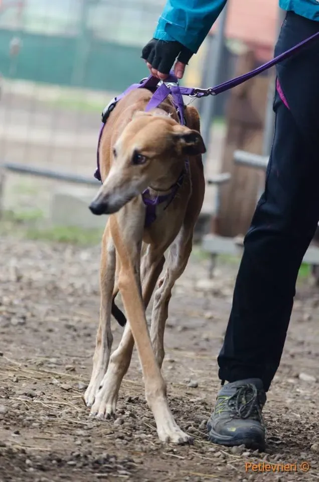 1 Imperio galgo adozione pet levrieri onlus