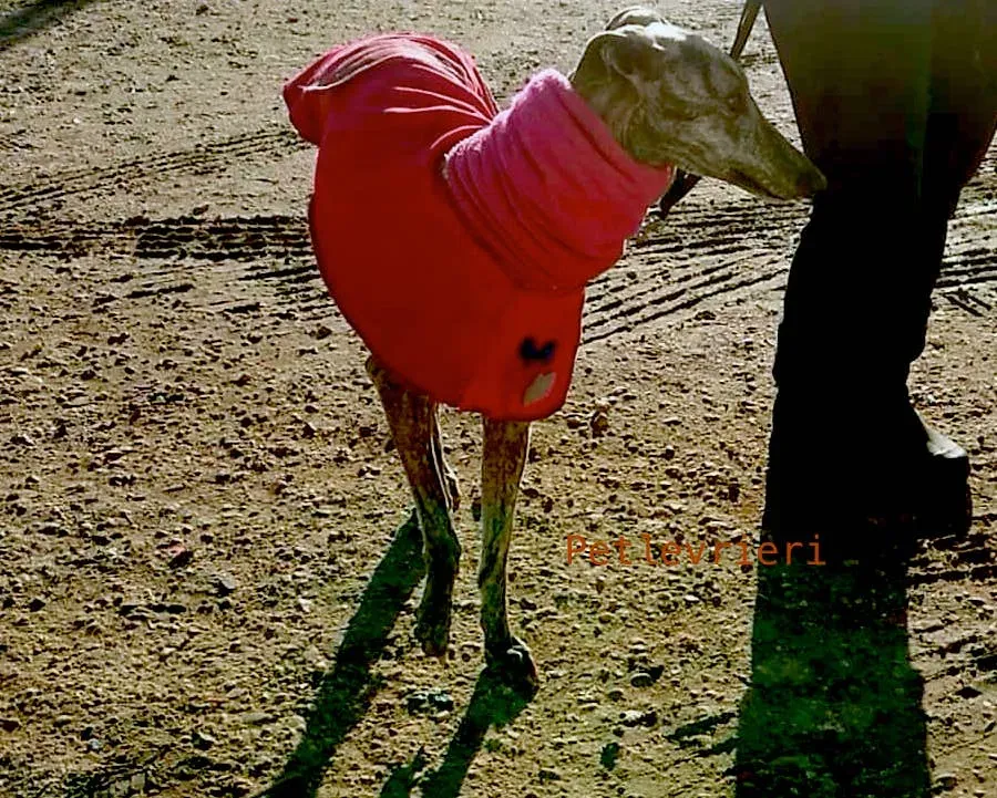 1 felicita galgo adozioni pet levrieri