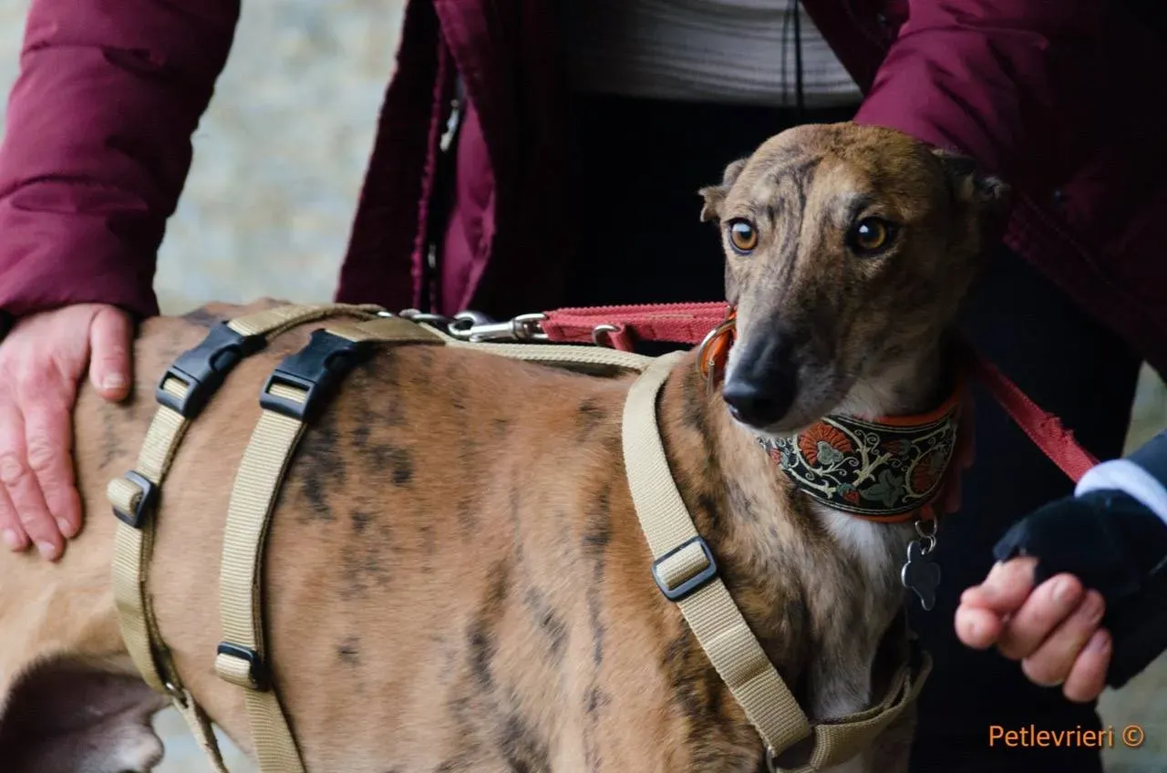 1 verdi galgo adozione pet levrieri onlus