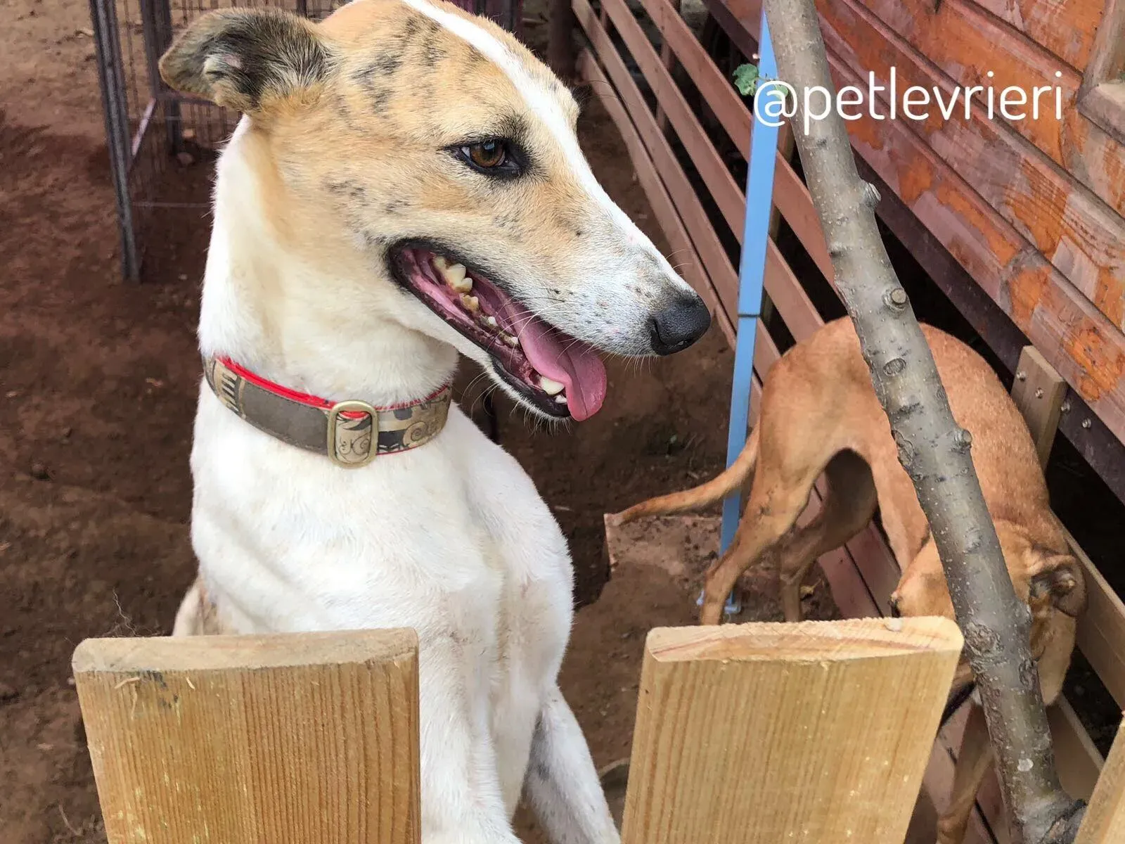 1.1 Sam whippet petlevrieri petlevrierionlus salvatomercatodellacarne cina maco