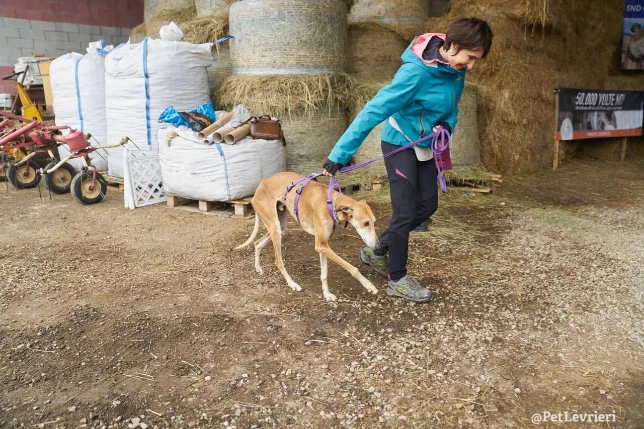 10 imperio galgo adozione pet levrieri onlus