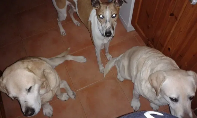 10001467 10202830920605419 835152475 n