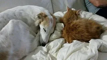 10003261 706632322690485 2055994808 n