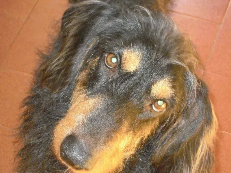 10003915 10202938644299530 1459878077455879395 n