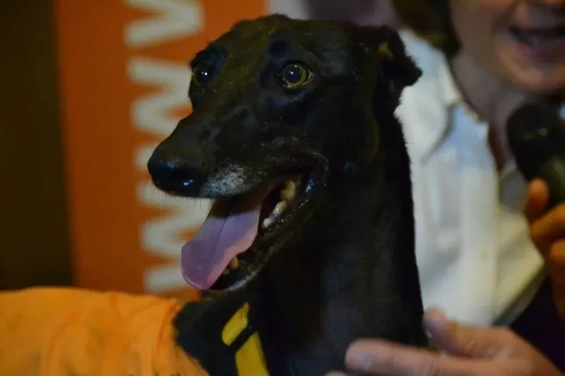 10007253 730140207069837 5017390929629398995 n1