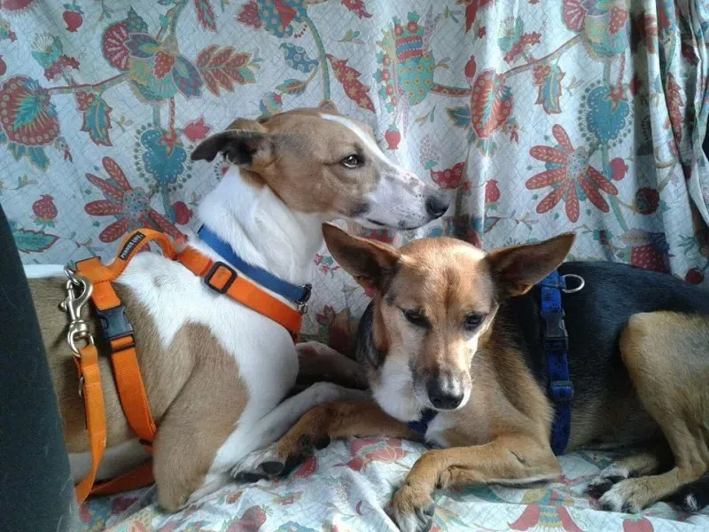 10009880 10202736950616228 2033572463 n