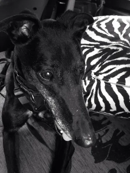 10013539 862724840412238 7704416231220232677 n