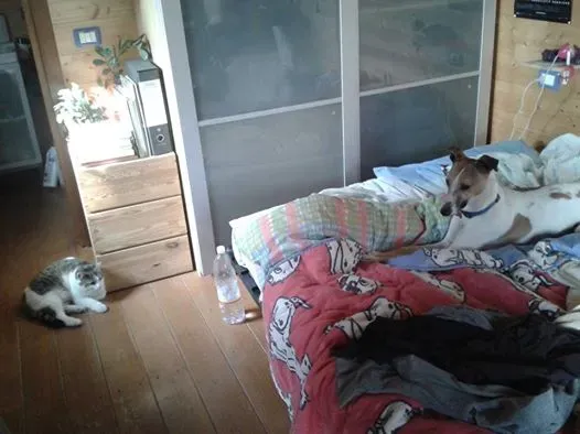 10013588 654256821307222 264247844 n